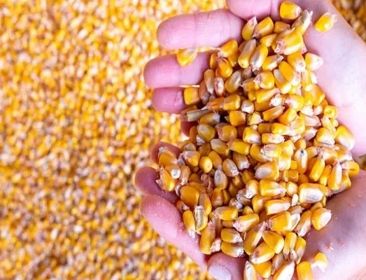 Maize & Corn Products