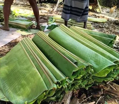 Banana Leaf